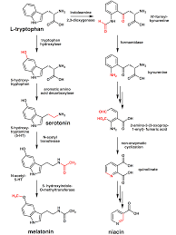 File Tryptophan Metabolism Png Wikipedia The Free Encyclopedia Organic Chemistry Study Organic Chemistry Reactions Chemical Structure