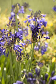 Image result for Agapanthus codii