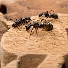Carpenter ants live in wood and tunnel through it. Spring Awakening Carpenter Ants Toronto Pest Control Exterminator Toronto Toronto Rats