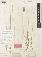 Image result for Panicum brevifolium