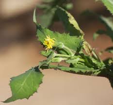 Image result for Sonchus luxurians
