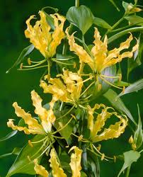 Image result for Gloriosa