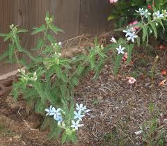 Image result for Oxypetalum