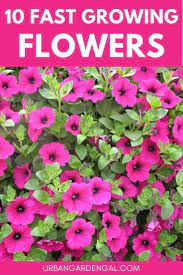 Dates of gazania seed sowing depend on what area you live. 10 Fast Growing Flowers For Your Garden Fast Growing Flowers Growing Flowers Flower Seeds