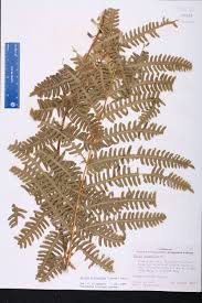 Image result for Pteris tripartita