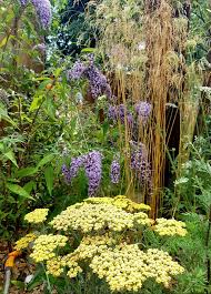 Achillea Buddleia Planting Combinations Pflanzen Garten Garten Ideen