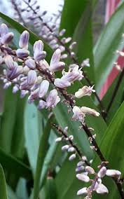 Image result for Cordyline stricta