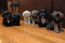 Pin On Puppies