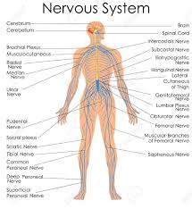 Medical Education Chart Of Biology For Nervous System Diagram