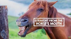 Animal idioms: Where does "straight ...