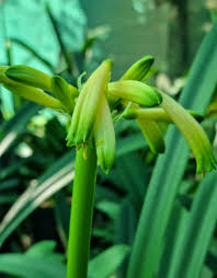 Image result for Craibia zimmermannii