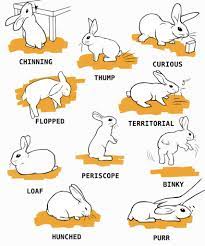 Rabbit Care The Complete Guide