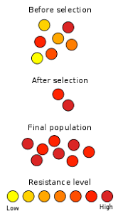 Available for pc, ios and android. Natural Selection Wikipedia