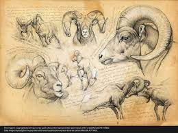 Oo Marcello Pettineo Oo Animal Sketches Animal Drawings Sheep Drawing