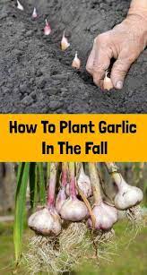 How To Plant Garlic In The Fall In 2020 Fall Garden Vegetables Planting Garlic When To Plant Garlic
