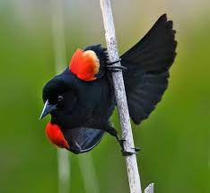 Pin On Birds