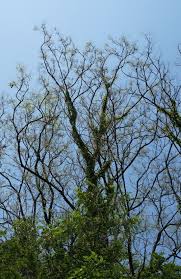 Image result for Dalbergia acutifoliolata