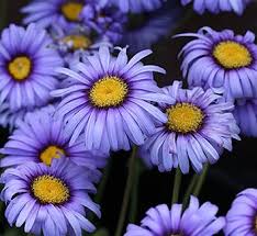 Image result for Felicia grantii