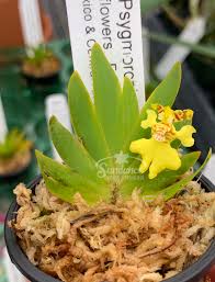 Image result for Psydrax richardsiae