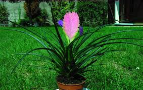 Quella del 2017 si prospetta un'estate all'insegna del think pink e allora… perché non decorare il proprio giardino. Tillandsia Cyanea Cura Coltivazione E Proprieta Fiorisce Solo Una Volta Nella Vita