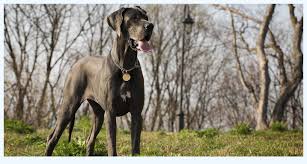 Don't miss what's happening in your neighborhood. Great Dane Puppies Smackdown Dog Breed