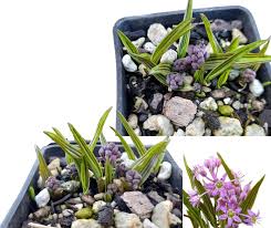 Image result for Ledebouria cooperi