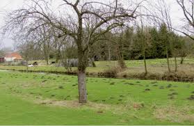 Welchen kostenpunkt hat die maulwurfgitter denn? Golfmanager Greenkeeper Online Maulwurf Freund Oder Feind