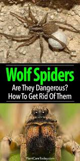 Other symptoms like giddiness, nausea, vomiting, and sweating have also been recorded. Wolf Spider Are Wolf Spiders Dangerous How To Get Rid Of Them