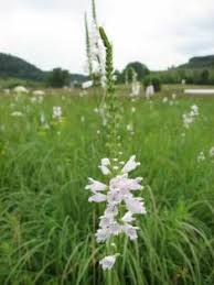 Image result for Fuerstia angustifolia