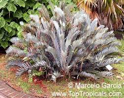 Image result for Encephalartos