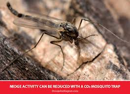 Midges are one of the many bugs that are known to bite dogs. 6 Questions About Midges Tips To Get Rid Of Midges