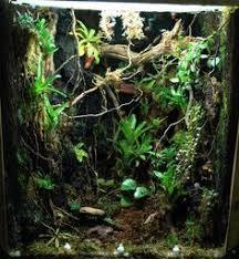 Rainforest Terrarium Dark Forest Floor With Lots Of Vines And Hanging Plants Including Nepenthes Frog Terrarium Vivarium Gecko Vivarium
