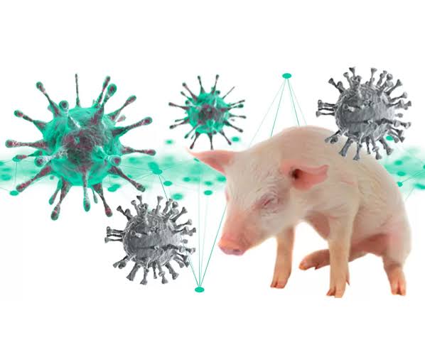 Cinética de infección con virus de la Influenza A y virus PRRS en cerdos
