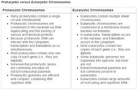 Eukaryotic Cell Vs Prokaryotic Cell Difference And