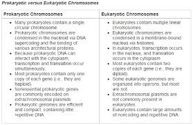 eukaryotic cell vs prokaryotic cell difference and