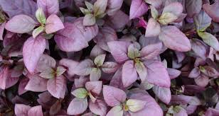 Image result for Alternanthera