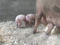 Vânzare bovine de vânzare porci de vânzare cabaline de vânzare pãsãri de curte cumpãr ovine, bovine, porci capre de vânzare alte animale de fermã accesorii fermã de vanzare două iepe. Purcei De Vanzare