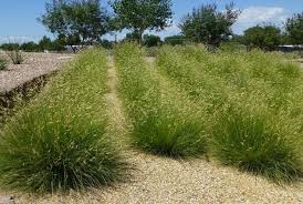 Free shipping on orders over $99 with arrive alive guarantee from the tree center. Masses Of Grass Planting Large Groupings Of Ornamental Grasses