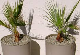 Maybe you would like to learn more about one of these? Palmier En Pot Comment Le Choisir Et Le Cultiver
