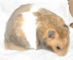 Syrian Hamster Varieties Harvey Hams