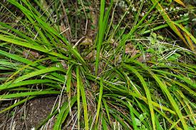 We did not find results for: Cordyline Pumilio The University Of Auckland