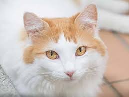 A list of options may be retrieved based on your typed query. Cat Breeds A Z Find A Breed Alphabetically