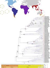 Image result for Lellingeria oosora