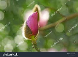 Image result for Magnolia sargentiana