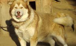 Sorry, there are no alaskan malamute puppies for sale at this you can browse thru list of alaskan malamute breeders or consider adopting alaskan malamute dog. Purebred Alaskan Malamute Puppies For Sale In Fort Assiniboine Alberta Your Pet For Sale