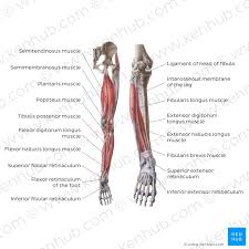 Sartorius Muscle Muscle Sartorius Muscle Human Body