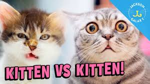 Maybe you would like to learn more about one of these? Kittens Rough Play A Little Age Difference A Lot Of Trouble Youtube