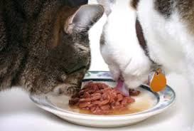 Can cats eat instant oatmeal, can cats eat oatmeal, can cats eat oatmeal cookies, can cats eat oatmeal cream pies. Nonetheless Is Oatmeal Good For Pet Cats As Well Can Cats Also Eat Oatmeal Tag Can Cats Eat Instant Oatmeal Can Cat Canned Cat Food Wet Cat Food Cat Food