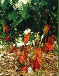 I remember growing up learning malaysia is a cocoa producer. A Well Managed Cocoa Estate In Malaysia Courtesy Of Malaysian Cocoa Download Scientific Diagram