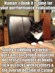 Make Your Cat Happy Funny Animal Memes Funny Cats Funny Cat Memes